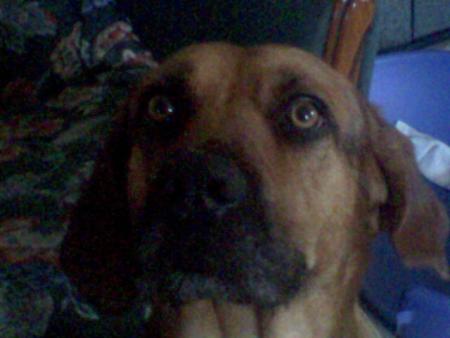 VOICI MON CHIEN ALTO MELANGE DE LABRADOR ET MALINOIS