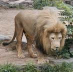 Le roi des animaux