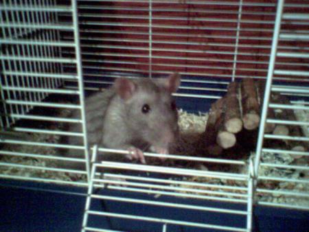 VOICI LE RET DE MA COPINE MIMI