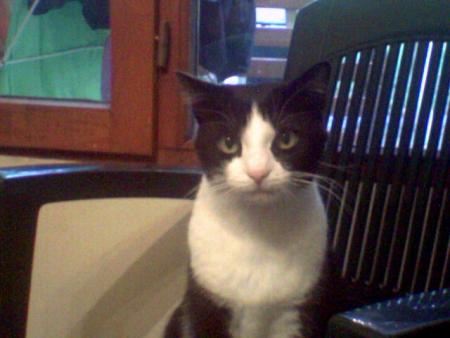 LE CHAT DE MA SOEUR