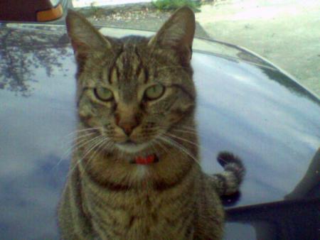 Le chat de mon frere L�o