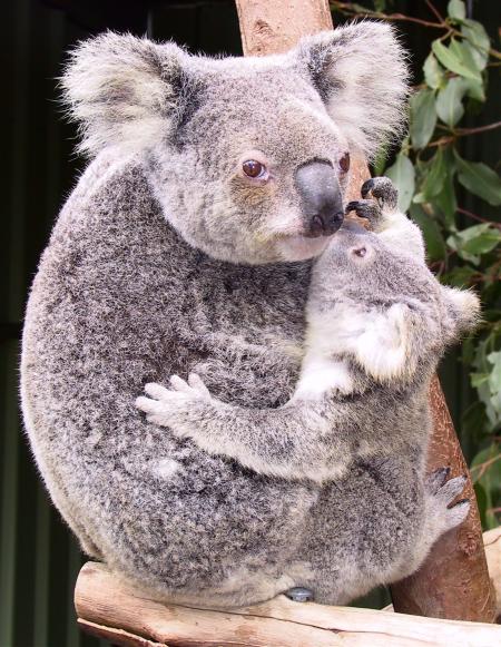 KOALA