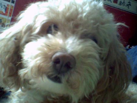 Mon canichou